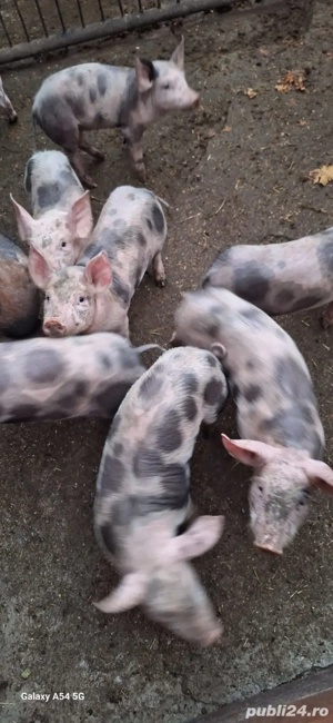 vand purcei 9 săptămânii 6 masculi-3 femele  crescuti bio.  - imagine 2