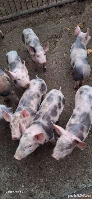 vand purcei 9 săptămânii 6 masculi-3 femele  crescuti bio.  - imagine 3