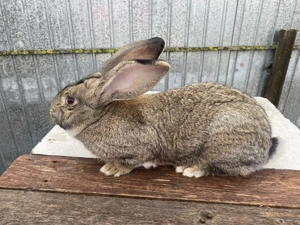 Vând Mascul Uriaș German 