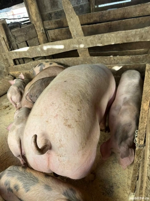 porci rasa de carne 80-250kg - imagine 3