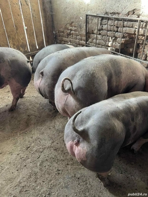 porci rasa de carne 80-250kg - imagine 2