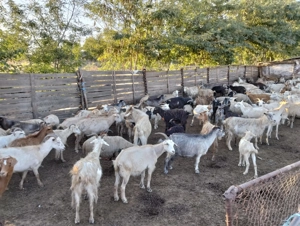 50 de capre de vanzare 