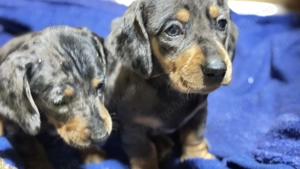  Pui Teckel Arlequin   talie medie  - imagine 2