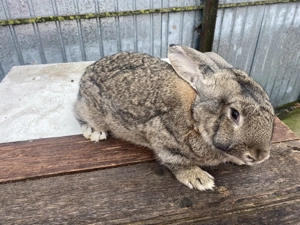 Vând mascul Uriaș German