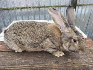 Vând mascul Uriaș German - imagine 2