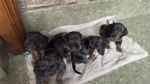  Pui Teckel Arlequin   talie medie  - imagine 4