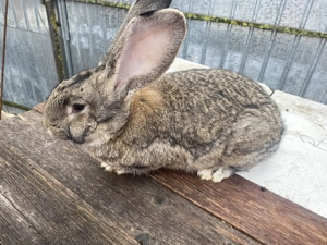 Vând mascul Uriaș German - imagine 3