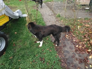 Schimb ciobanesc corb  - imagine 2