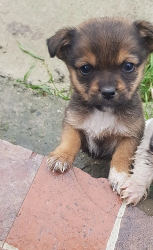 Catei de vanzare  - imagine 6