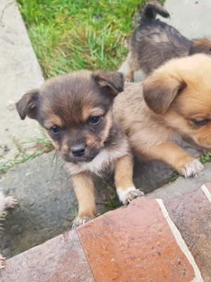 Catei de vanzare  - imagine 2