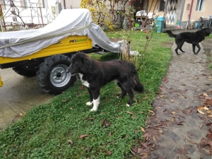 Schimb ciobanesc corb  - imagine 3