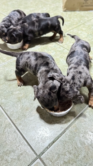  Pui Teckel Arlequin   talie medie  - imagine 5