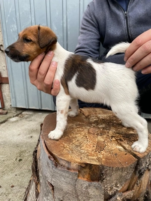 Cateii fox terrier smooth  - imagine 3