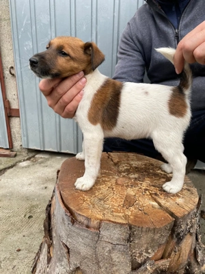 Cateii fox terrier smooth  - imagine 2