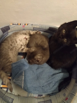 Vând puiuții rasa British Shortish 