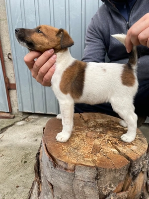 Cateii fox terrier smooth 
