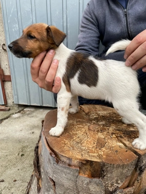 Cateii fox terrier smooth  - imagine 5