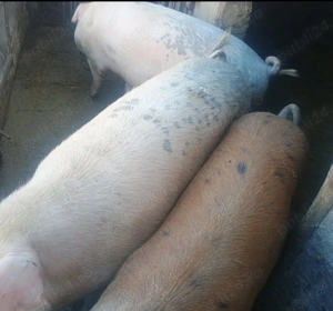 Vând porci de carne