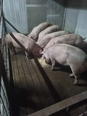 Porcii De Carne - imagine 2