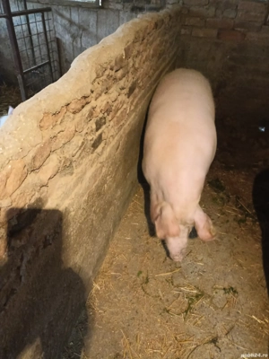 Vând porc de rasă 