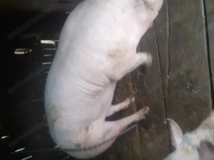 Vând porci de carne - imagine 2