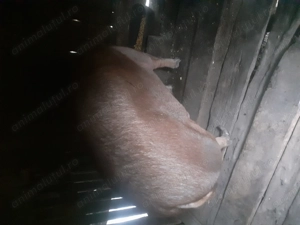 Vând porci de carne