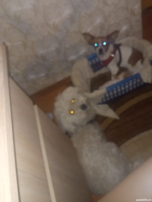 ofer spre adopție gratis 