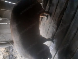 Vând porci de carne - imagine 3