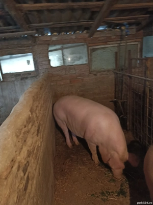 Vând Porc de rasă  - imagine 2