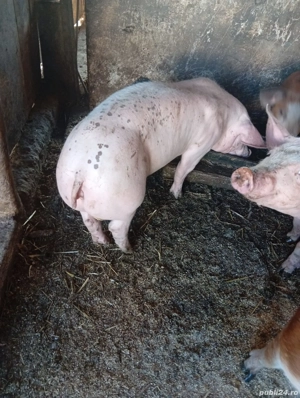 vand porci de 45 de kg de carne 