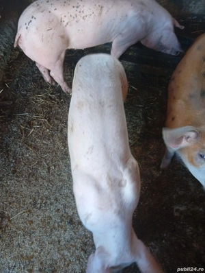 vand porci de 45 de kg de carne  - imagine 3