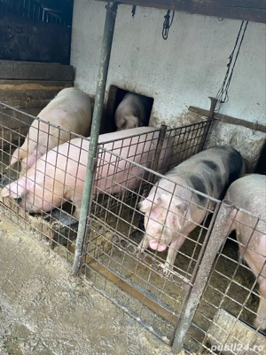 Porci de vanzare ! 