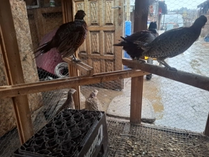 Fazani comuni - imagine 5