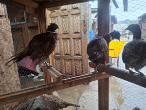 Fazani comuni - imagine 2