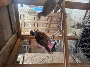 Fazani comuni - imagine 3