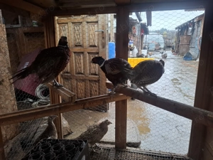 Fazani comuni - imagine 4