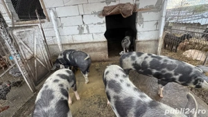 Porci de vanzare  