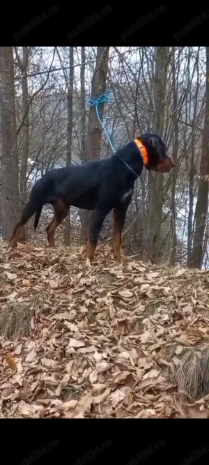 Câini de vânătoare 