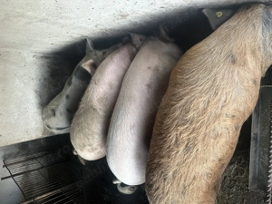 Porci 160-170kg 15lei kg