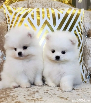 Pomeranian Mini Toy - imagine 2