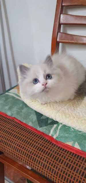 Pufosenii Drăgălașe Ragadoll 