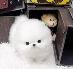 Pomeranian Mini Toy