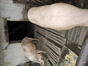 Vand porci  - imagine 2