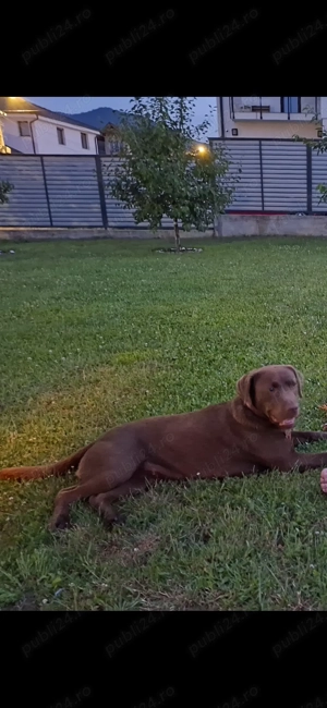 Donez Labrador Ciocolatiu