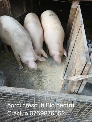 porci de rasa 
