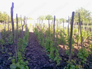 Casa P+m + teren de vânzare  Izvoarele,Chiriacu, Giurgiu  - imagine 8