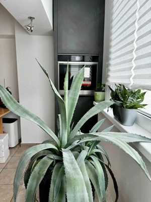 Garsonieră premium 40 mp, zona Arcul de Triumf, vedere spre gradina - imagine 5