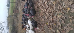 Curci .Gaste cocosi.puicute