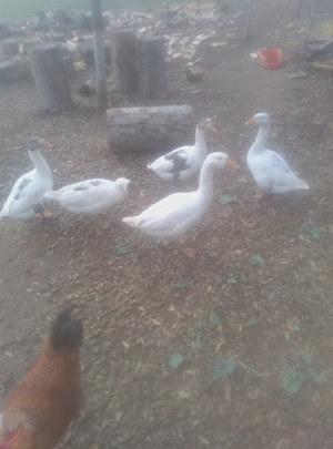 Vând gâște românești 4 gâște și un gascan