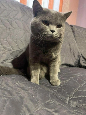 British Shorthair gris & alb